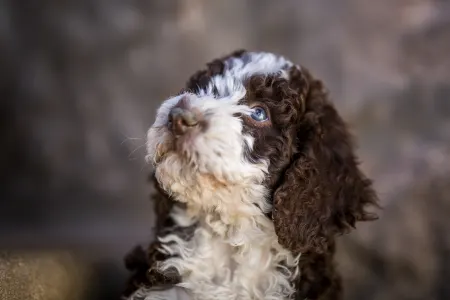 Chien d'eau espagnol - Casta Diva