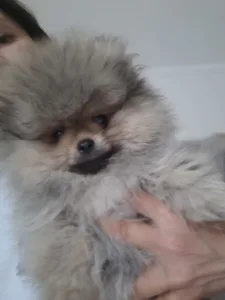 Pomeranian - Akim