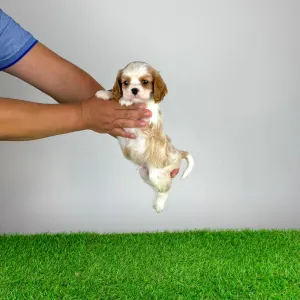 Cavalier King Charles spániel - Noen