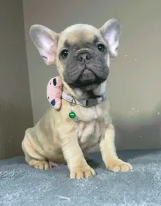 French Bulldog - Barbie