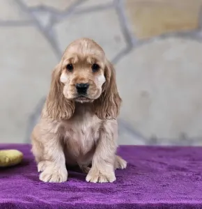 Englischer Cocker Spaniel - J.d. Of Your Sweetest Dream