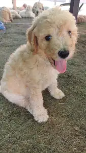 Caniche Grand - Arturo - Grey Boy / Szürke Fiú