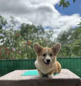 Welsh Corgi Pembroke - Astor Victory Crown Of Your Brilliand Diamond