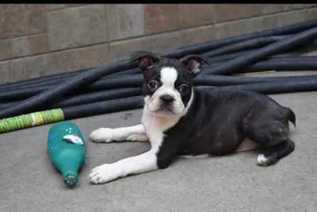 Boston Terrier - Günther