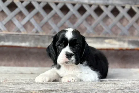 Cocker Spaniel American - Dream Of Nightfall