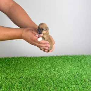 Pomeranian - Rini
