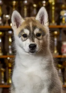 Szibériai husky - Saint Michael Island Im Simply The Best