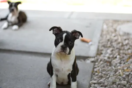 Terrier de Boston - Rachel