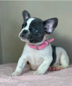 Francia bulldog - Melissa