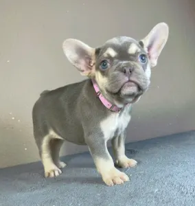 French Bulldog - Amy