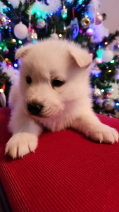 Szibériai husky - Rubin Of Polar Moonlights