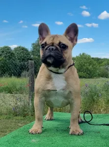Francia bulldog - Gemma