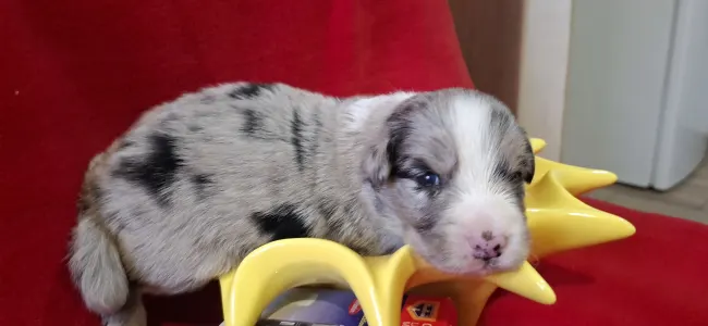 Border Collie - Pocak