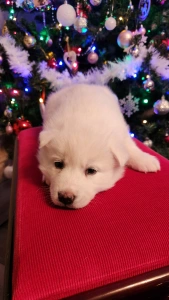 Szibériai husky - Smaragd Of Polar Moonlights