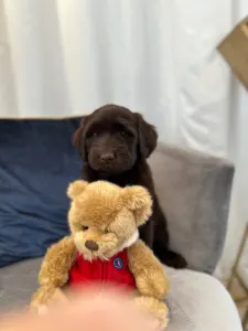 Labradoodle - Dertons Amy