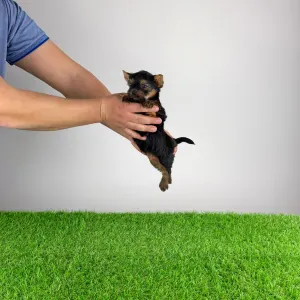 Yorkshire Terrier - Petty