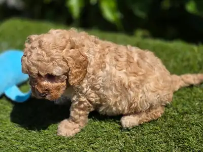 Cavapoo - Max