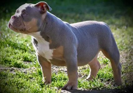 l'American Bully - Pocket - Lilly