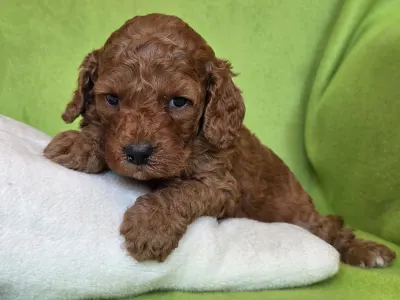 Cavapoo - Curlyjack