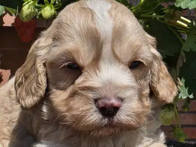 Cavapoo - Terence Hill