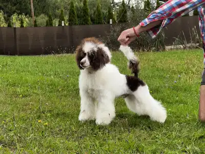 Toy uszkár - Amore ( Dark Brown Particolor ) Dwarf Poodle