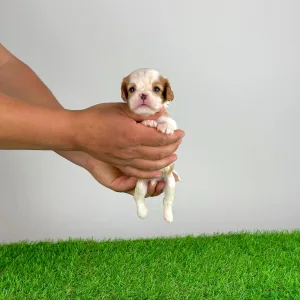 Cavalier King Charles Spaniel - Lotus