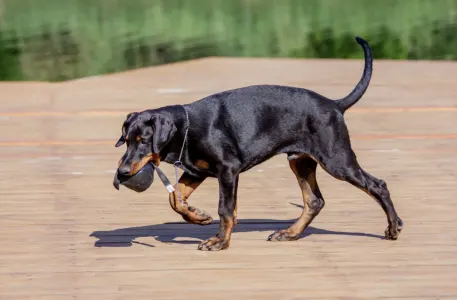 Dobermann - Antonio