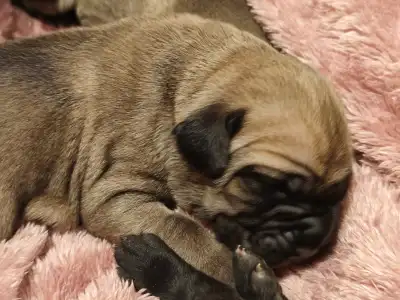 Cane Corso Italiano - Amore Redentore Antrax