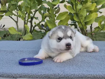 Szibériai husky - Blue Boy