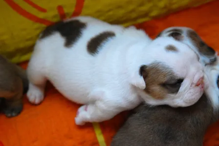 Bulldog - Rengőhegyi-ormán Dallas