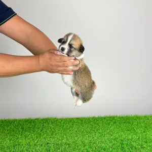 Welsh Corgi Pembroke - Blanca