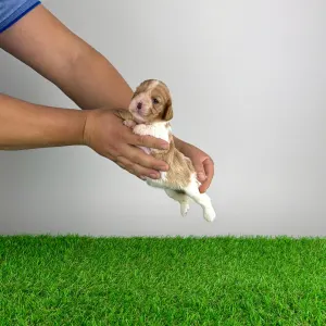 Cavalier King Charles Spaniel - Dina