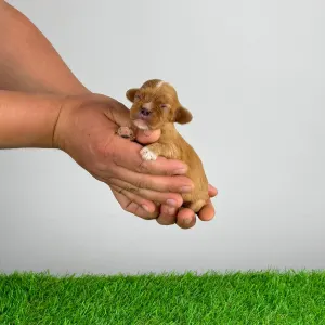 Кавалер кинг-чарльз-спаниель - Liane