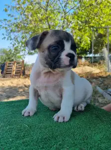 French Bulldog - Igor
