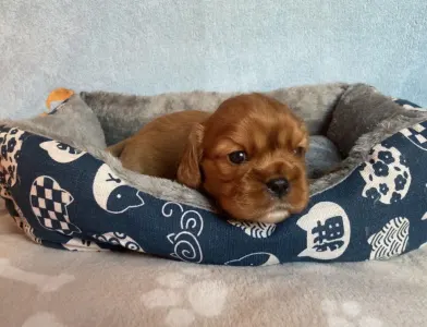 Cavalier King Charles Spaniel - Rowley