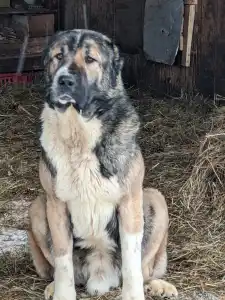 Central Asia Shepherd Dog - Gay Iz Zamka Larisi