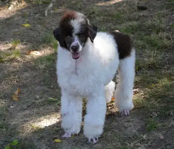 Toy uszkár - Amore ( Dark Brown Particolor ) Dwarf Poodle
