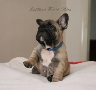 Francia bulldog - Aslan
