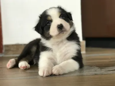 Australian Shepherd - Budnat Aussies