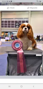 Cavalier King Charles Spaniel - Redstone Cavalier