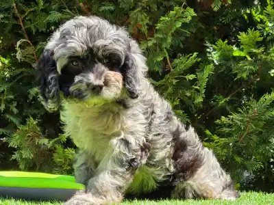 Cavapoo - Merida