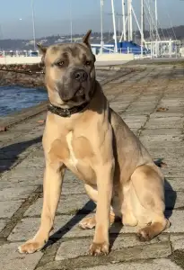 Cane Corso - Timoniere Quintiliano