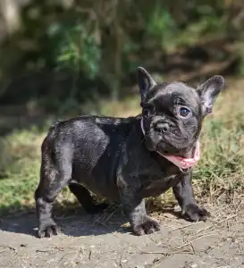 Bouledogue français - Mendy 