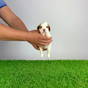 Cavalier king Charles spaniel - Biggi