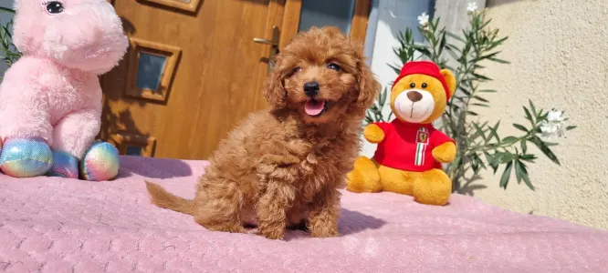 Caniche Toy - Nara