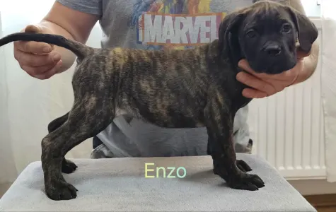 Cane Corso Italiano - Forza Di Diavolo Enzo
