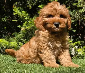 Cavapoo - Mike