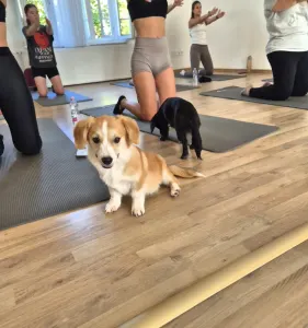 Welsh corgi pembroke - Füles