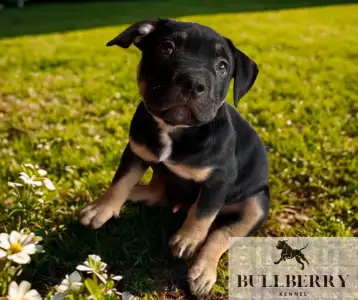 Amerikai Bully - Standard - Silvanberry