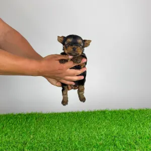 Yorkshire Terrier - Yogo